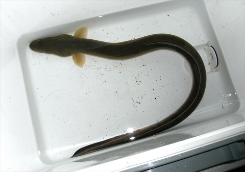 ウナギ釣り